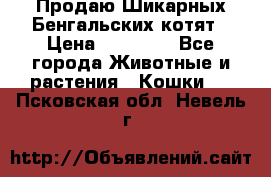 Продаю Шикарных Бенгальских котят › Цена ­ 17 000 - Все города Животные и растения » Кошки   . Псковская обл.,Невель г.